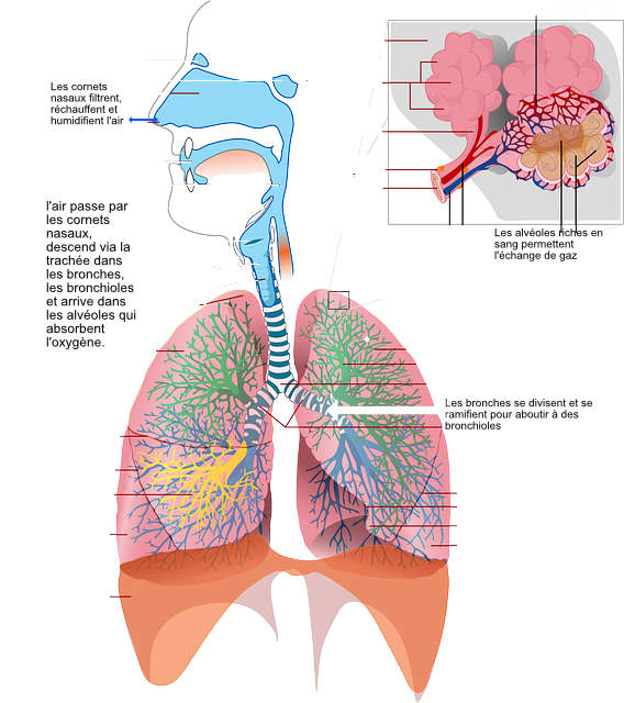 image mecanisme poumons